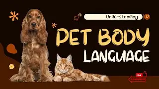 How To Read Your Pet's Body Language: Signs Your Pet Feels Safe And Happy | Infinite Wisdom Hub