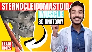 sternocleidomastoid muscle anatomy | anatomy of sternocleidomastoid muscle origin and insertion