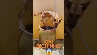 Cão do Chaves tomando banho de barril.😂
