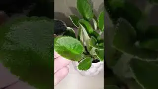 Новинки растений.Фиалки.