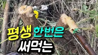 잡초 잡목 예초 제초 이것만 알고하세요!