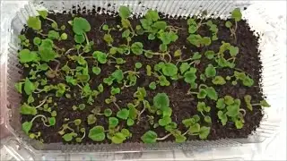 ПИКИРОВКА СЕЯНЦЕВ 🌺 Декоративных БЕГОНИЙ 🌺 ПОЧЕМУ сеянцы НЕ ПОХОЖИ на родителей⁉️