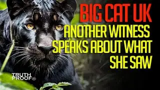 BIG CAT UK | ANOTHER WITNESS SPEAKS ABOUT WHAT SHE SAW