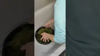 Самое удачное черенкование 