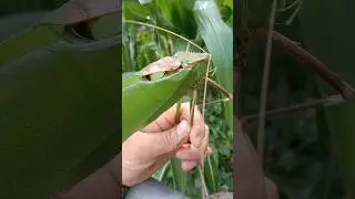 Гигантский длинноногий кузнечик (катидид)