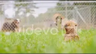 Puppy Looks At Dogs in Cages　阿武孝雄