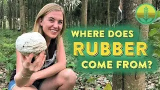 How is RUBBER made? | Maddie Moate