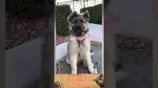 приколы с животными , смешные моменты , коты и собаки  , смех до слез 