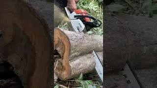 Stihl chainsaw cut tree