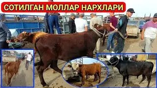 СОТИЛГАН МОЛЛАР НАРХЛАРИ ХОРАЗМ МОЛ БОЗОРИ УРГАНЧ ГОЙБУ 28-май 2023 г.