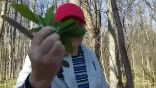 За черемшой в марте . Поляна просто усыпанная молодой черемшой 👍