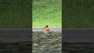 Bird Bath