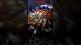 Mothers love | Pacific giant centipede #parenting