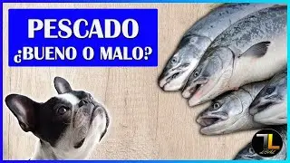 🐟 ¿Los PERROS pueden comer PESCADO? ✔