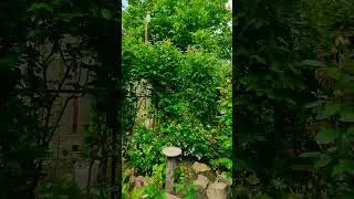 Артемис, Новалис Розы в саду 01.06.23