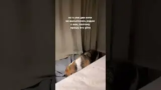 Собака проситься под одеяло
