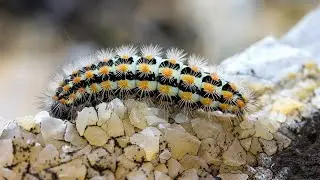 6 choses à savoir sur les chenilles processionnaires