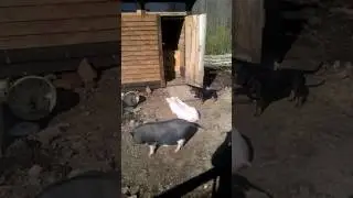 Такса завалила кабана\\шок\\