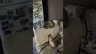Совсем разные коты.