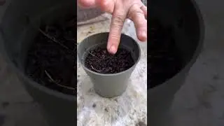 How to grow cabbage from seeds! 🌱 