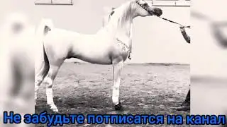 лошадь президента америка