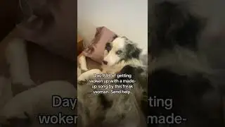 Play i hate it here by tay instead #funnydog #dogmom