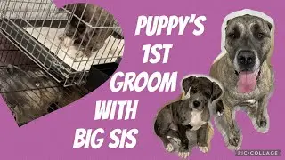 Great Dane Puppy To Full Grown: Chloe vs Annie grooming