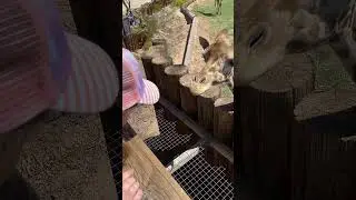 Ellie and Sophie show feeding giraffes