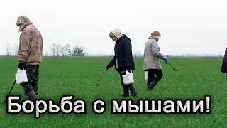 Спасаем пшеницу! Мыши дожирают!