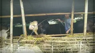 #DiRumahAja #Banjarnegara  rutinitas di kandang