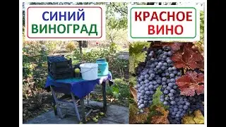 ВИНО КАБЕРНЕ СОВИНЬОН  Давим СИНИЙ виноград в мезгу