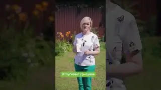 Простой способ очистить подвал от вредителей и болезней - дымовая шашка Бомбер