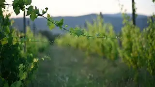 Work in the vineyard at Poggio Piero