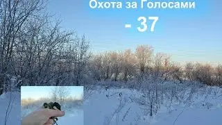 Охота за Голосами - Мороз  -37 краткий обзор