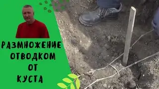 Виноград Размножение отводком от куста