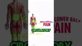 Improve Circulation and Prevent Varicose Veins with Proper Posture