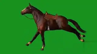 green screen video horse music video