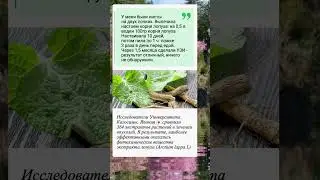 Корень лопуха