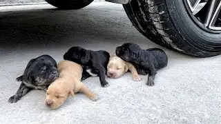 Crushing Crunchy & Soft Things by Car! EXPERIMENT: CUTE PUPPY VS CAR - SATISFYING VIDEO