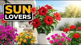 Top 10 Full Sun Flowering Plants for a Vibrant Garden