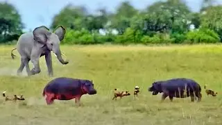 Hippos Saved From Wild Dogs by Elephant