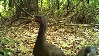 ASMR: The Pantanal