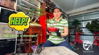 Help! My Bonsai Is Damaged! Expert Tips for Post Storm Care!