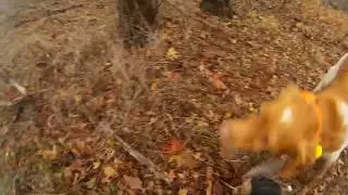 21.11.18г Охота на вальдшнепа(4) с Épagneul Breton-"Jekky Hunting Breton","DISS DON FIELD SPIRIT"