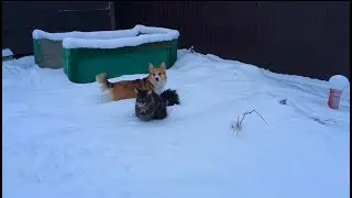 КОТ И СОБАКА #ВЕСЕЛЫЕ ЗИМНИЕ ПРОГУЛКИ В КАНУН НОВОГО ГОДА
