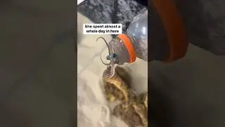 This octopus really didn’t want to leave the bottle #petoctopus #octopus #thereefdoc