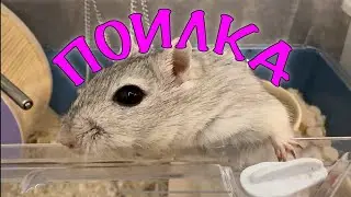 ПОИЛКА