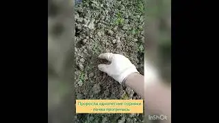 Как мы сеем огурцы