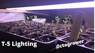 T-5 Lighting | Octogrower