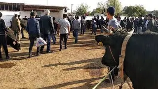 Хамма курсин Наманган бозоридаги ДАХШАТ ХОЛАТ
